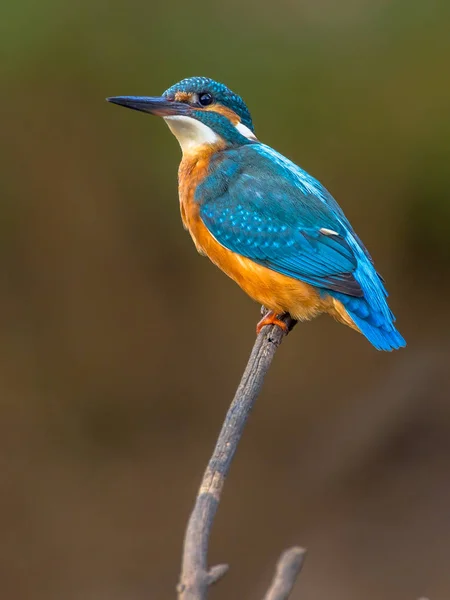 Европейский Kingfisher — стоковое фото