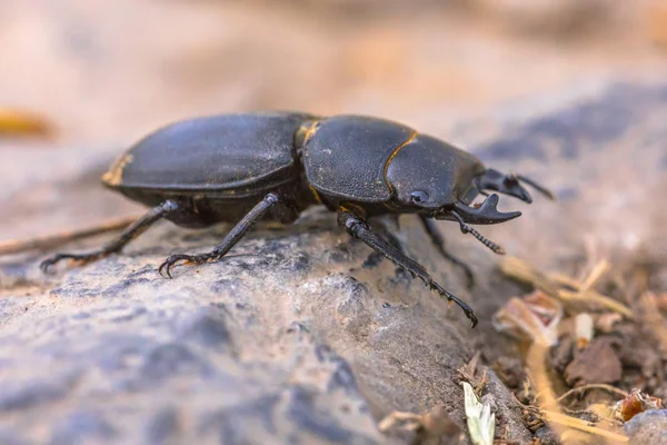 Małopolskie stag beetle — Zdjęcie stockowe