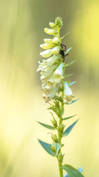 Straw foxglove — Stock Photo, Image