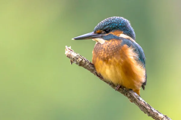 Europese ijsvogel wacht op stok — Stockfoto