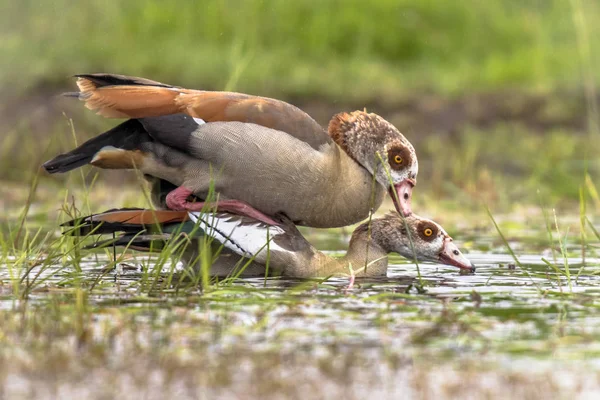 Ganso egipcio pareja de aves apareamiento — Foto de Stock