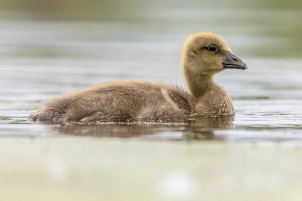 Gansos de cisne — Foto de Stock