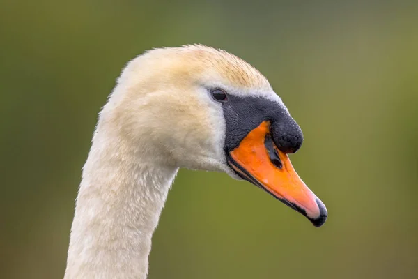 Stänga av svan huvudet närbild — Stockfoto