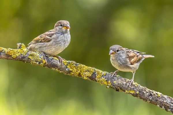 Two Young house sparrows — Stock Photo, Image