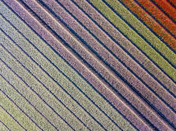 Vista aérea Campo de tulipán — Foto de Stock