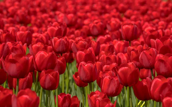 Papel de parede cena campo tulipa — Fotografia de Stock