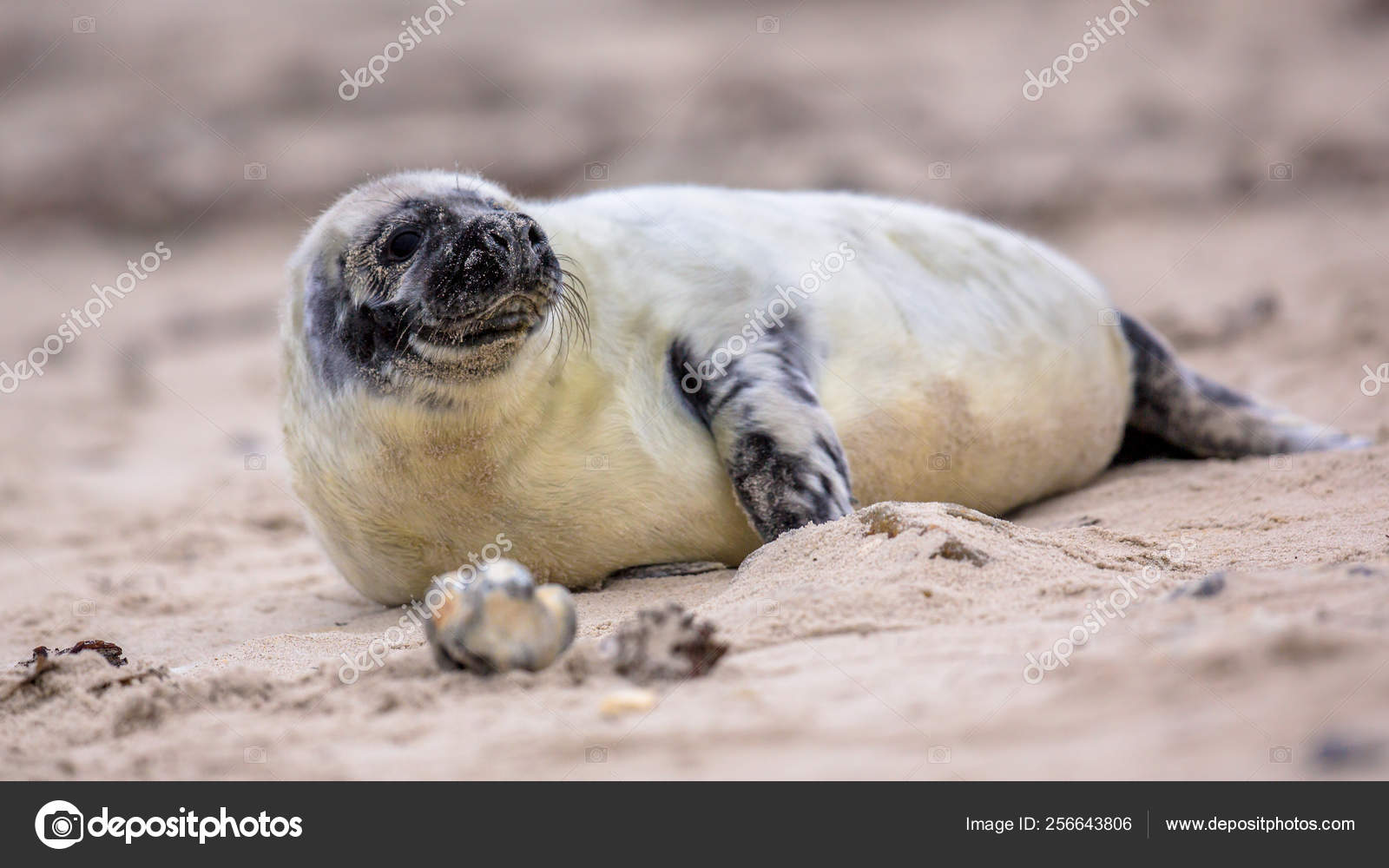 Baby Common seal on beach while looking backward Stock Photo by  ©CreativeNature 256643806