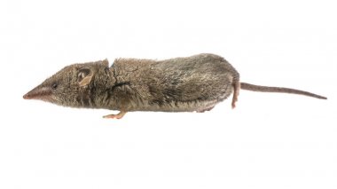 Sivri faresi işaretleme burnu havada