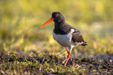 Pied Oystercatcher nehir kıyısında yürüyüş