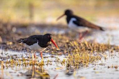 Alaca Oystercatcher çift nehir kıyısında