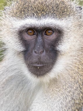 Vervet monkey portrait looking at camera clipart