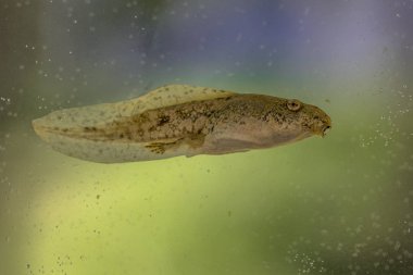 Renkli arka plan ile Phelophylax kurbağa kurbağa yavrusu