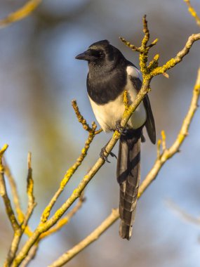 Avrasya saksağan kameraya bakıyor