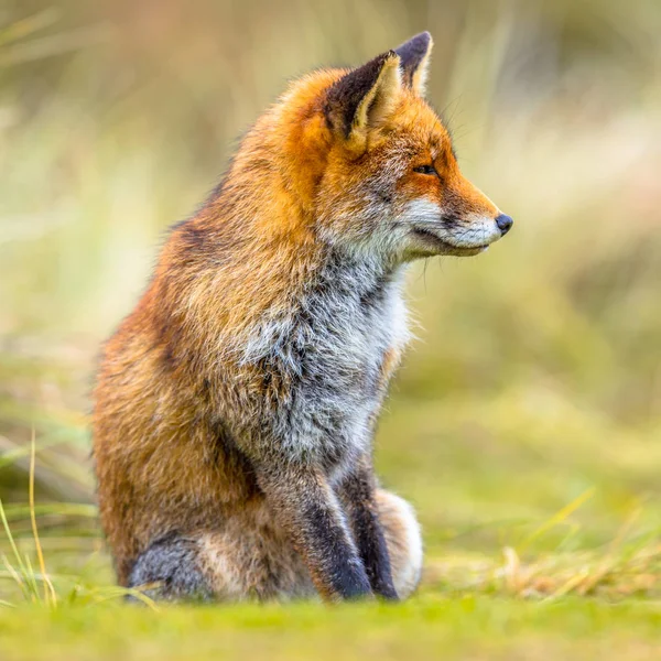 Fox ül a fűben — Stock Fotó