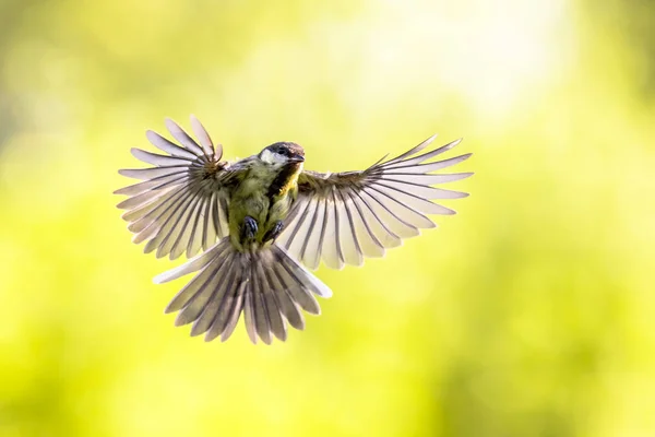 Vogel in vlucht op heldere groene achtergrond — Stockfoto