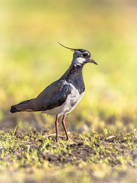 Kuzey Lapwing yeşil arka plan üzerinde ayakta — Stok fotoğraf