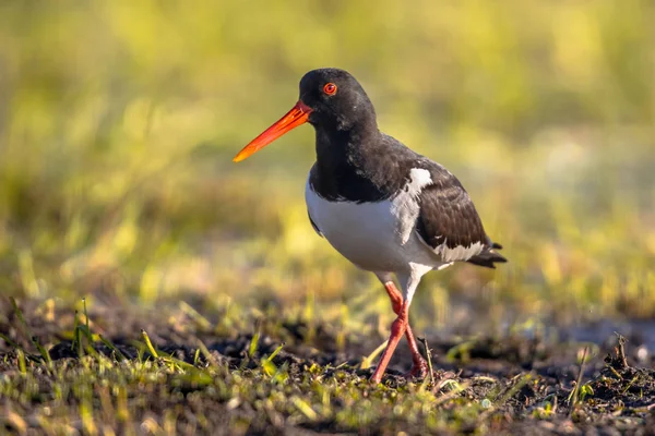 Pied Oystercatcher chůze po řece — Stock fotografie