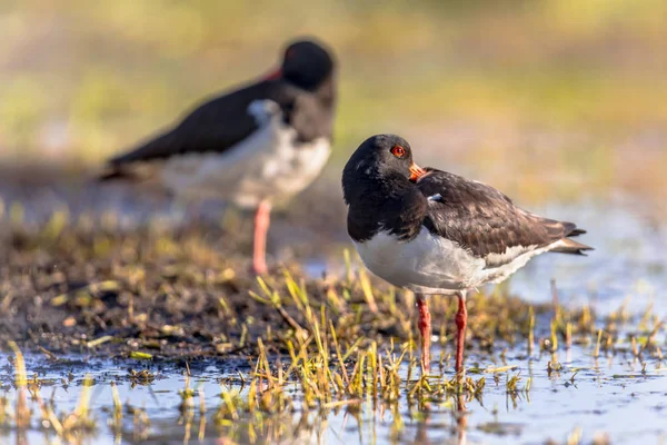 Pied casal Oystercatcher dormindo na margem do rio — Fotografia de Stock