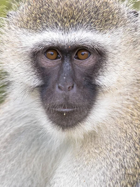 Kameraya bakan vervet maymun portresi — Stok fotoğraf