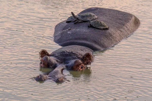 Flodhäst med sköldpaddor — Stockfoto