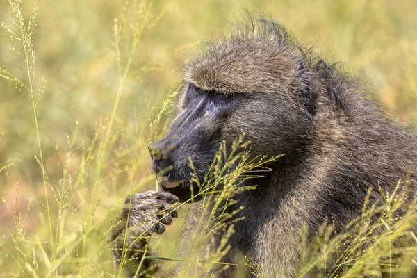 Chacma babuíno alimentando-se de sementes de grama — Fotografia de Stock