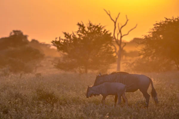 Savanna Orange reggel fény GNÚ a S100 Kruger — Stock Fotó