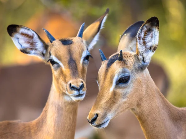 Impalas grooming docemente — Fotografia de Stock