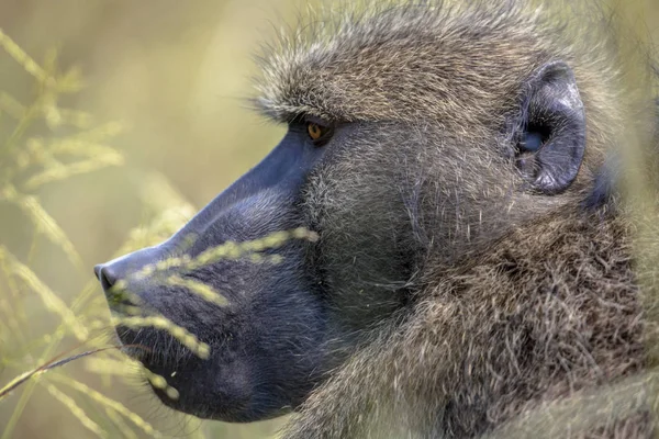 Babbuino Chacma che si nutre di erba — Foto Stock