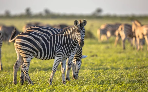 Zebras comum forrageamento cores brilhantes — Fotografia de Stock