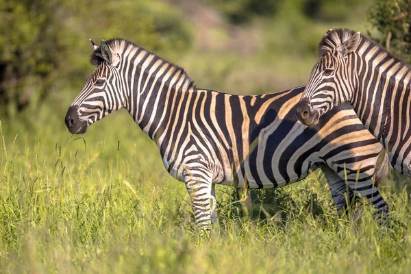 Vanliga Zebra på grön savann — Stockfoto