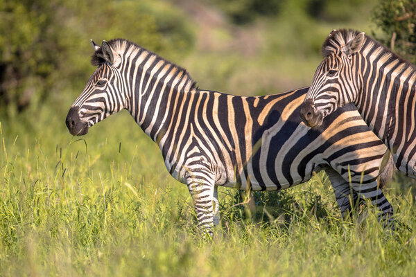 Common Zebra (Equus quagga) on green savanna in Kruger national park South Africa