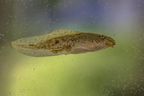 Головастик Фелофилаксной лягушки на цветном фоне
