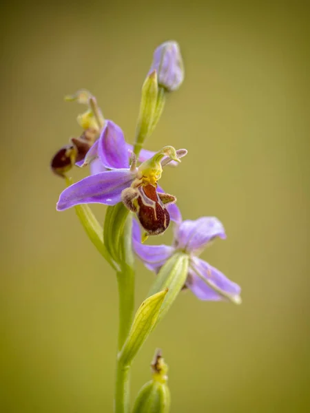 Roze bloemen van Bee Orchid — Stockfoto