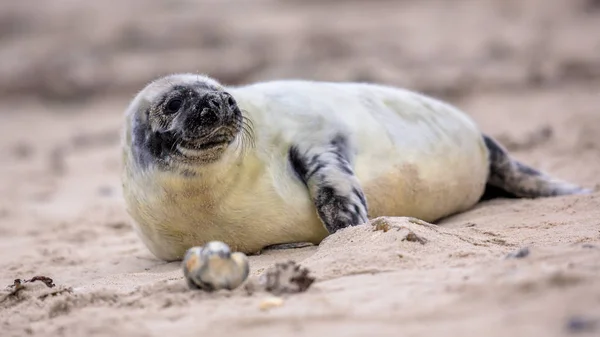 Baby gemeenschappelijk zegel op het strand terwijl u achteruit kijkt — Stockfoto