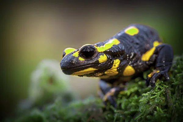 Head of a Fire salamander newt looking in camera — Stock Photo, Image
