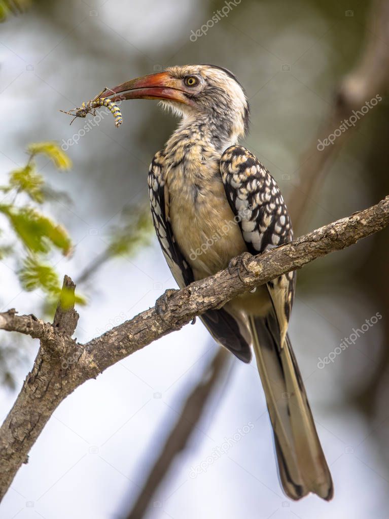Southern red billed hornbill
