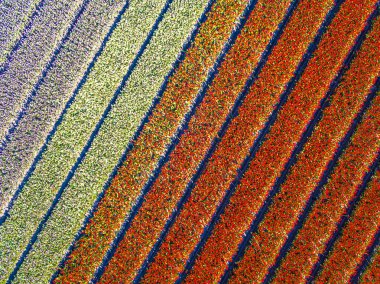 Havadan görünümü Lale alan 