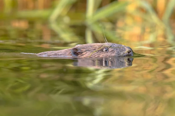 Cabeza de castor europeo nadando — Foto de Stock