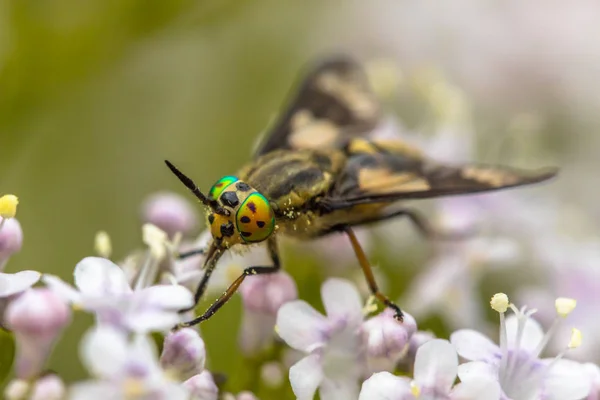 Dwulistna deerfly — Zdjęcie stockowe