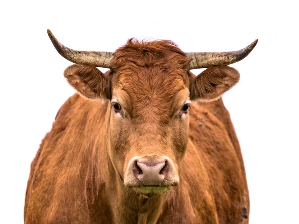 Portrait de vache — Photo