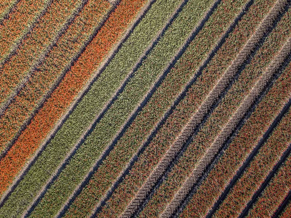 Légifelvételek tulipán mező — Stock Fotó