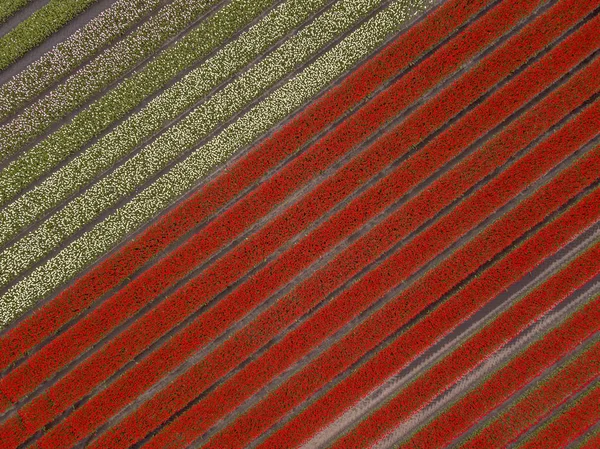 Tulpenfeld-Luftaufnahme — Stockfoto