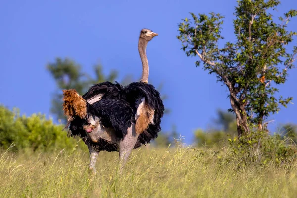 Στρουθοκάμηλος αρσενικό κοιτάζοντας πίσω — Φωτογραφία Αρχείου