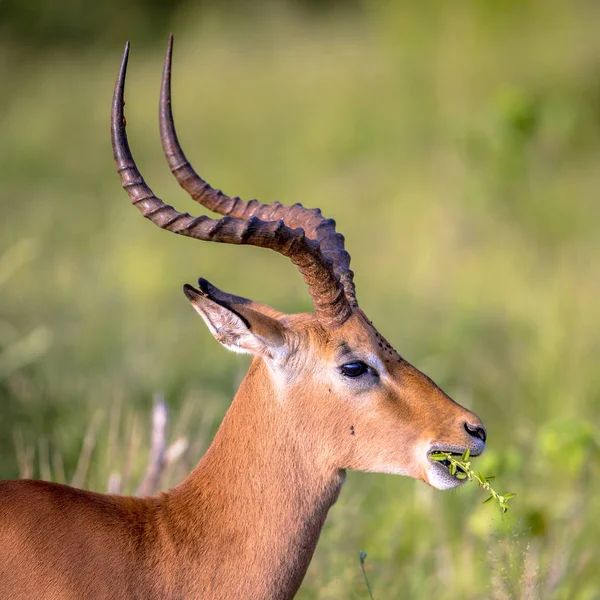 Impala yeme yan görüş — Stok fotoğraf
