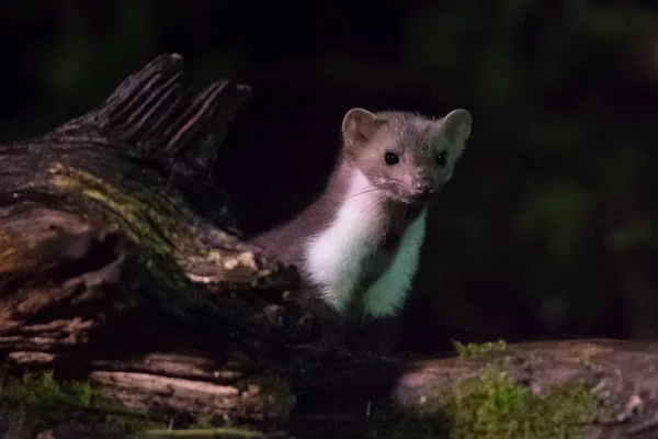 Beech marten looking from behind trunk at night — Stock Photo, Image