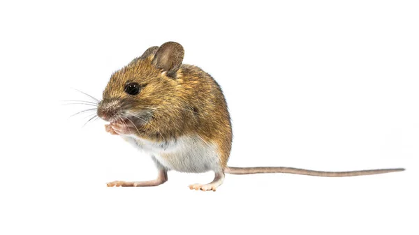 Praying mouse isolated on white background — Stock Photo, Image