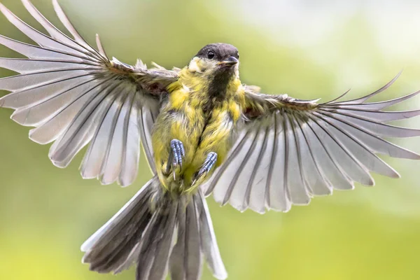 Pássaro em voo na colheita de fundo verde brilhante — Fotografia de Stock