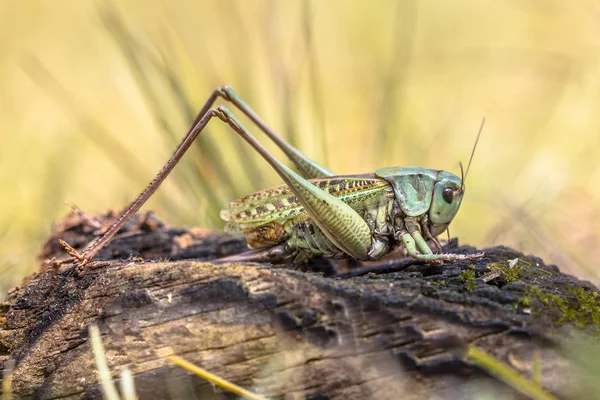 Grande verruca Grasshopper morso — Foto Stock