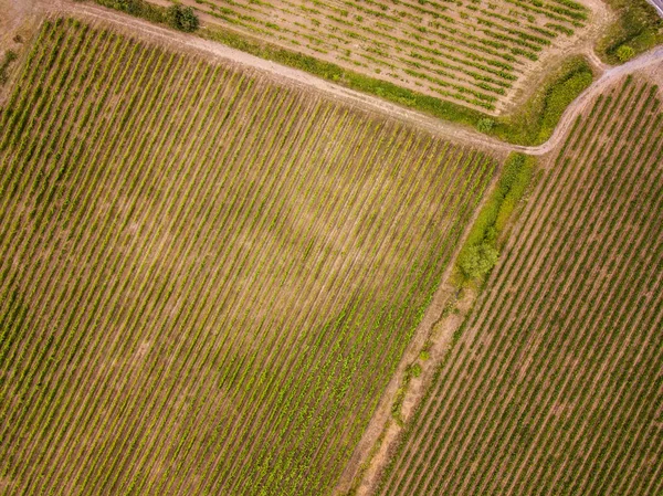 ブドウ畑の空中風景 — ストック写真