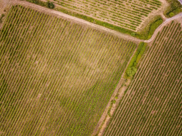 Vista aerea del vigneto — Foto Stock